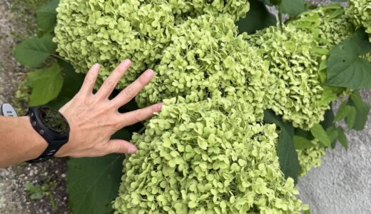 第5回月イチ金剛山、ドタキャンしてボッチ20km走