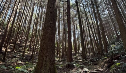 大和葛城山で会った”レジェンド”と、とんでもない出逢いの話｜月イチ金剛山 第1回｜2026年3月20日