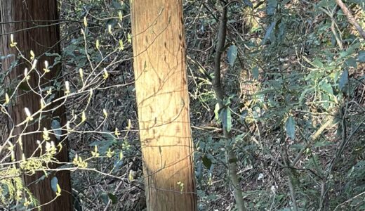 【阪大の最新研究で再確認】ミトコンドリアってやっぱりすごいやつだった｜活性化させる３つの習慣（マグネシウム風呂・シークワーサー・阿波番茶）