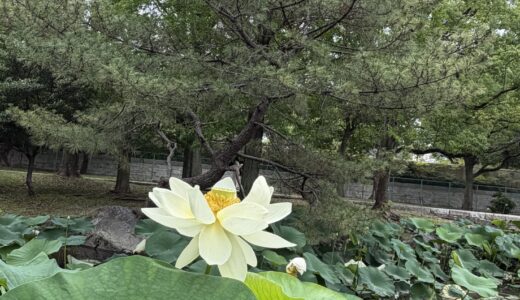 第5回月一金剛山：雨で中止、でも収穫は大きかった