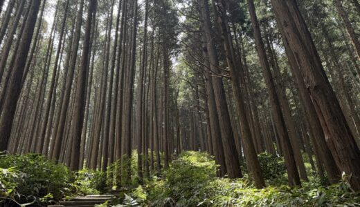 第5回 月イチ金剛山｜泥んこ祭りと1時間差、そして山ガール姉さんとの立ち話🩴2026年8月1日