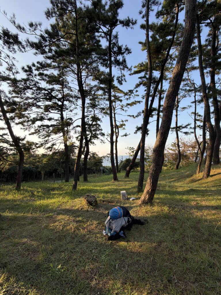 大潟キャンプ場の松林